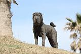 SHAR-PEI 678